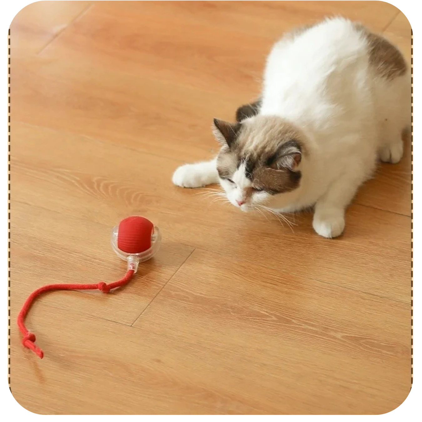 Cat Tail Ball