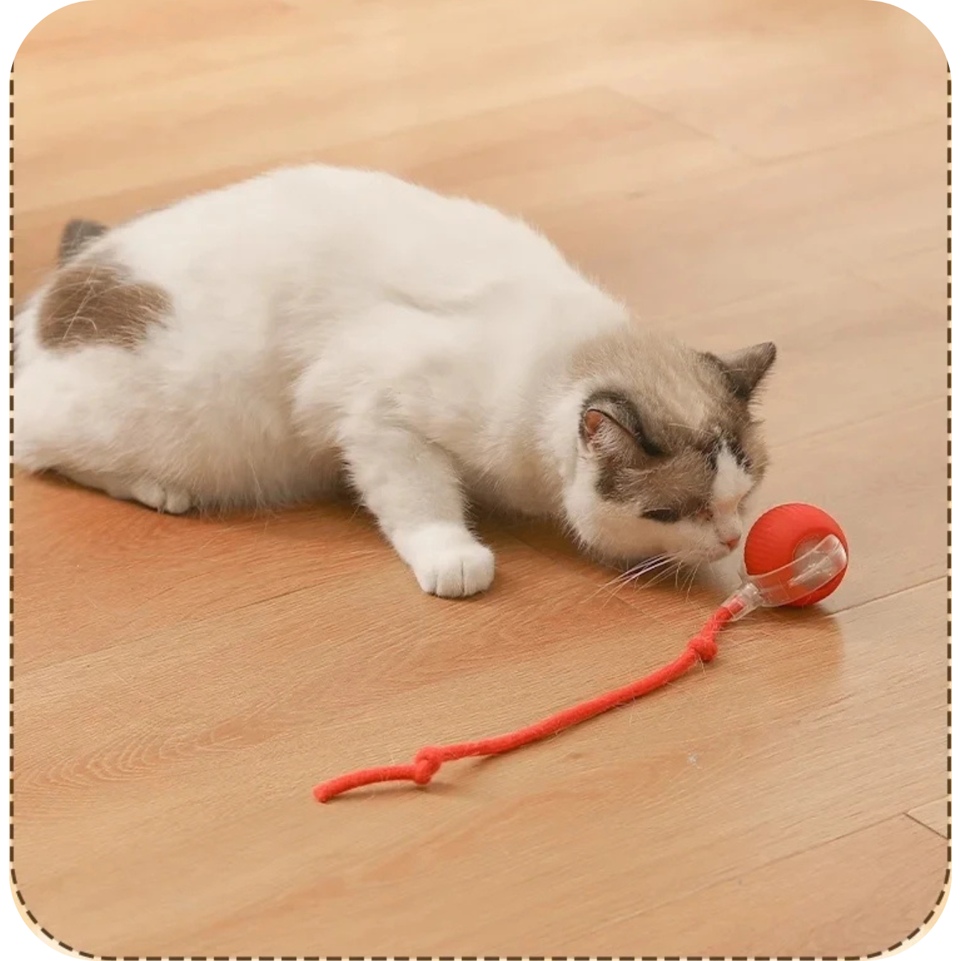 Cat Tail Ball