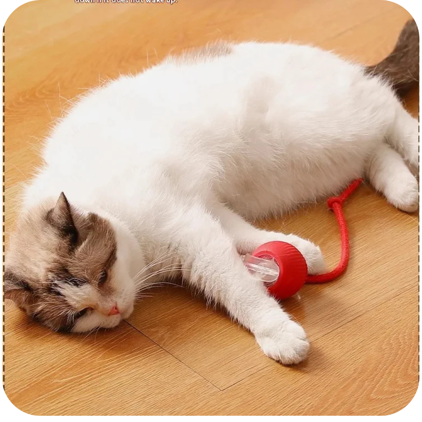 Cat Tail Ball